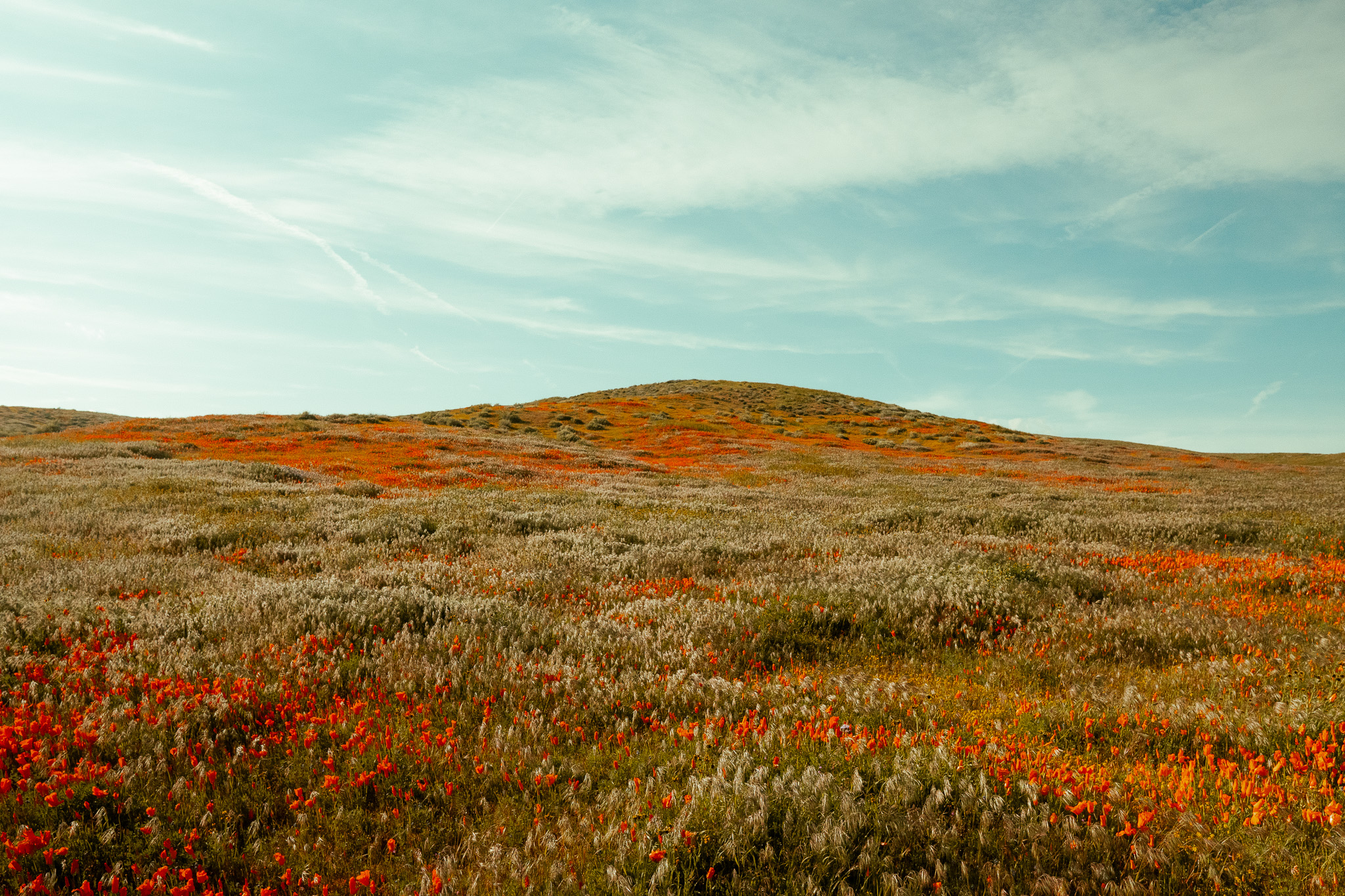 2023: Antelope Valley California Poppy Reserve