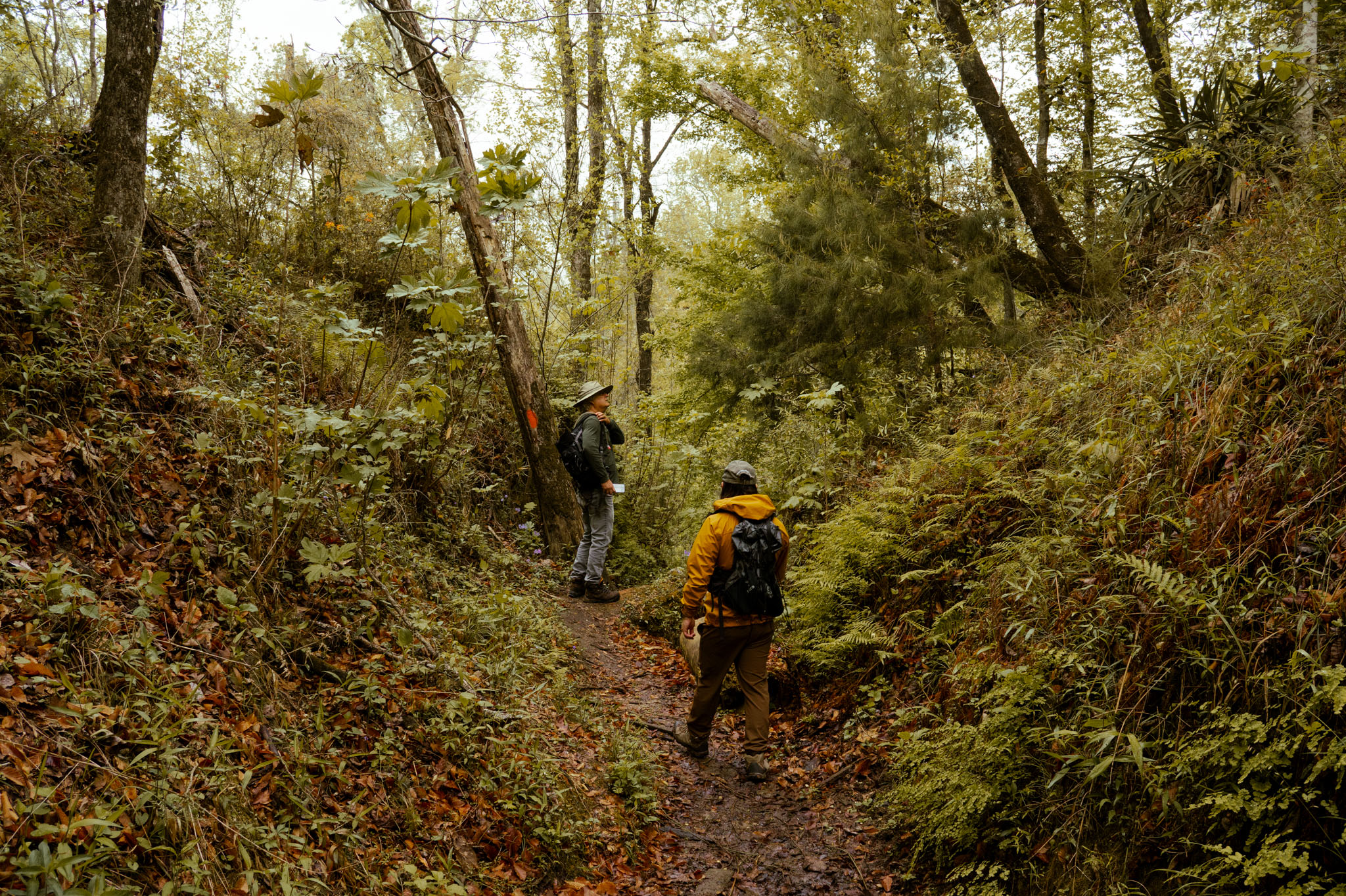 2024: Torreya + FL Caverns State Park